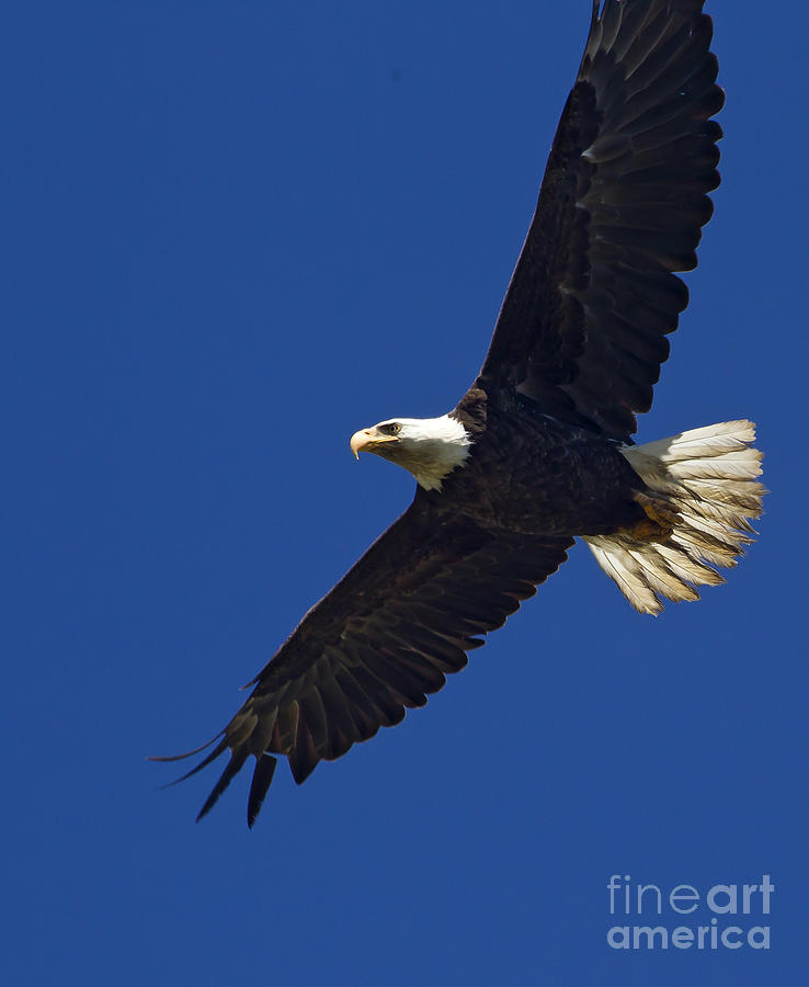 Blad Eagle In Flight  #2709 Photograph by J L Woody Wooden