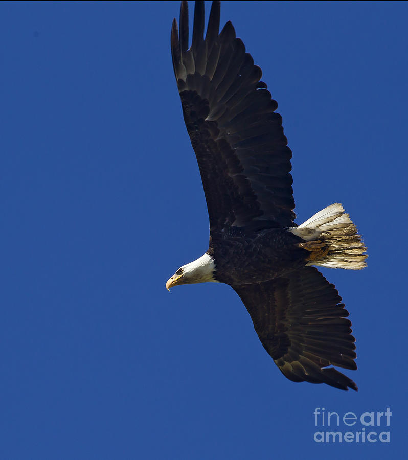 Blad Eagle In Flight  #2712 Photograph by J L Woody Wooden