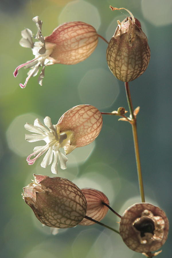Flowers Still Life Photograph - Bladder Campion by Rebeka Dove
