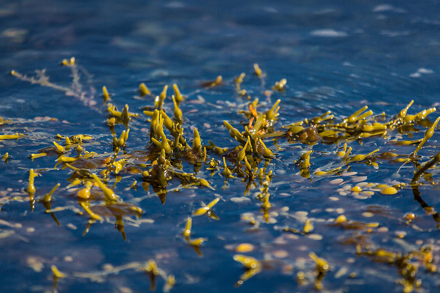Color Image Photograph - Bladder Seaweed, Fucus Vesiculosus by Panoramic Images