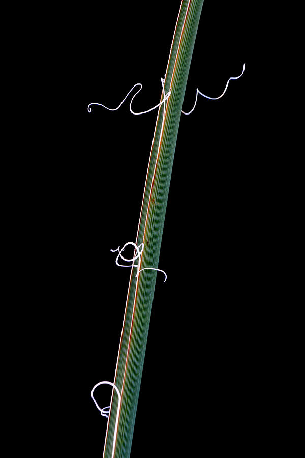 Blade of a Succulent Photograph by Robert Woodward