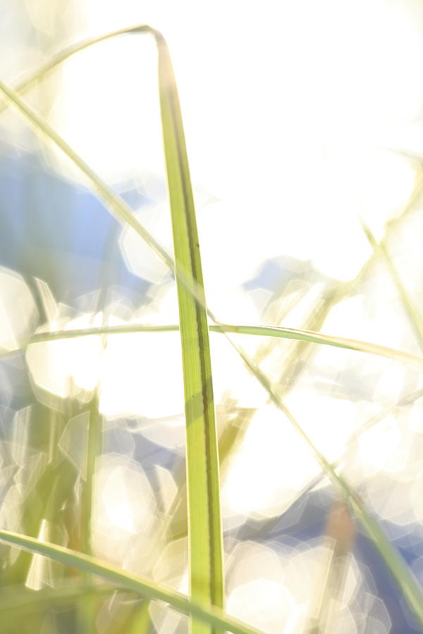 Blade of grass and glittering lake - available for licensing Photograph by Ulrich Kunst And Bettina Scheidulin