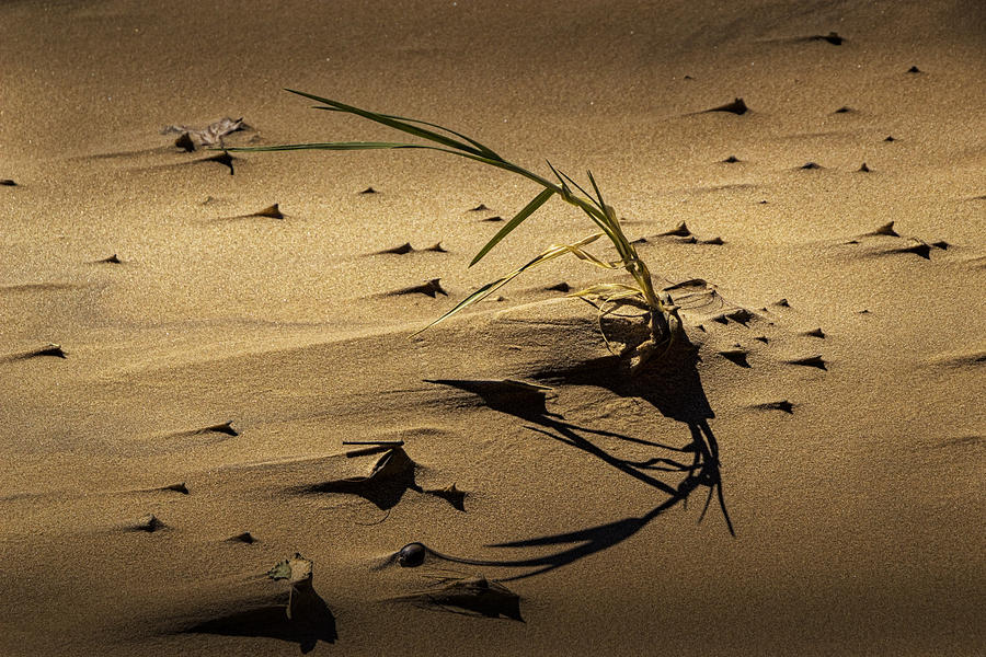 Blade of Grass and Shadow on a Beach Photograph by Randall Nyhof