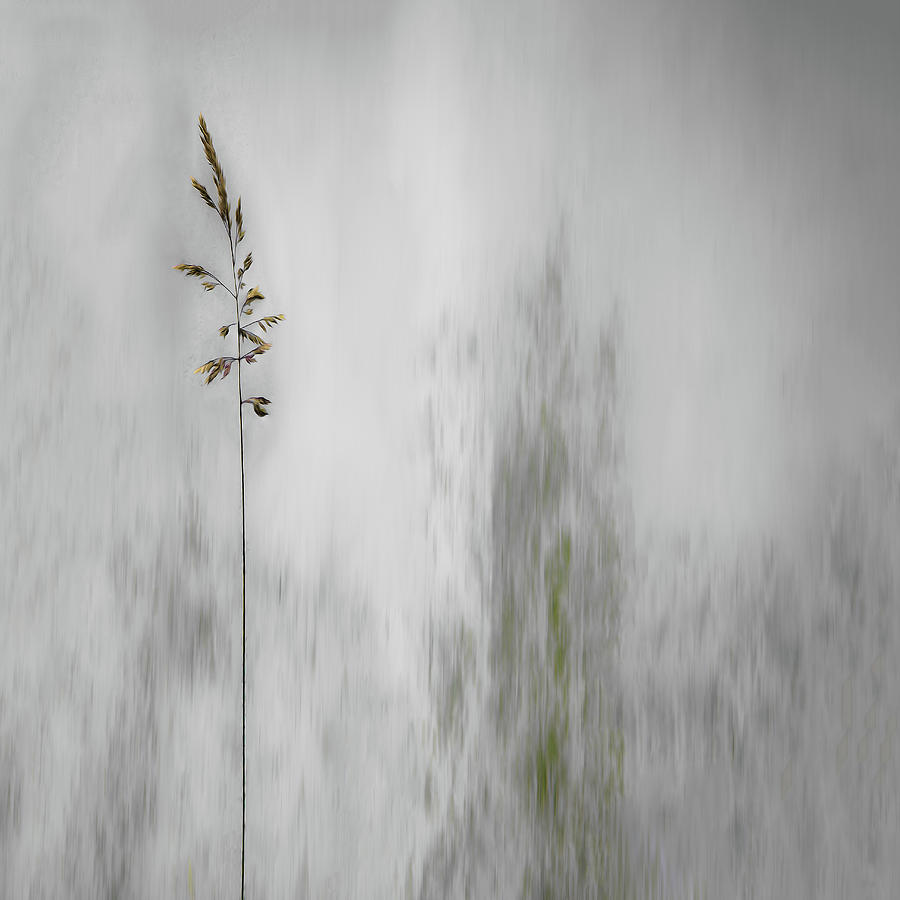Straw Photograph - Blade Of Grass by Gilbert Claes