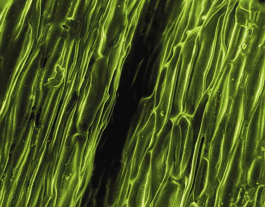 Blade Of Grass Photograph by Pascal Goetgheluck/science Photo Library