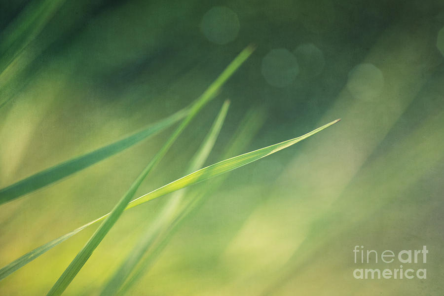 Nature Photograph - Blades Of Grass Bathing In The Sun by Priska Wettstein