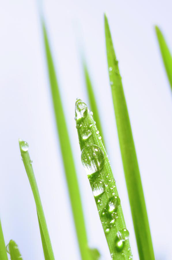 Blades Of Wheatgrass With Water Droplets Photograph by Science Photo Library Blades Of Wheatgrass With Water Droplets Photograph by Science Photo Library