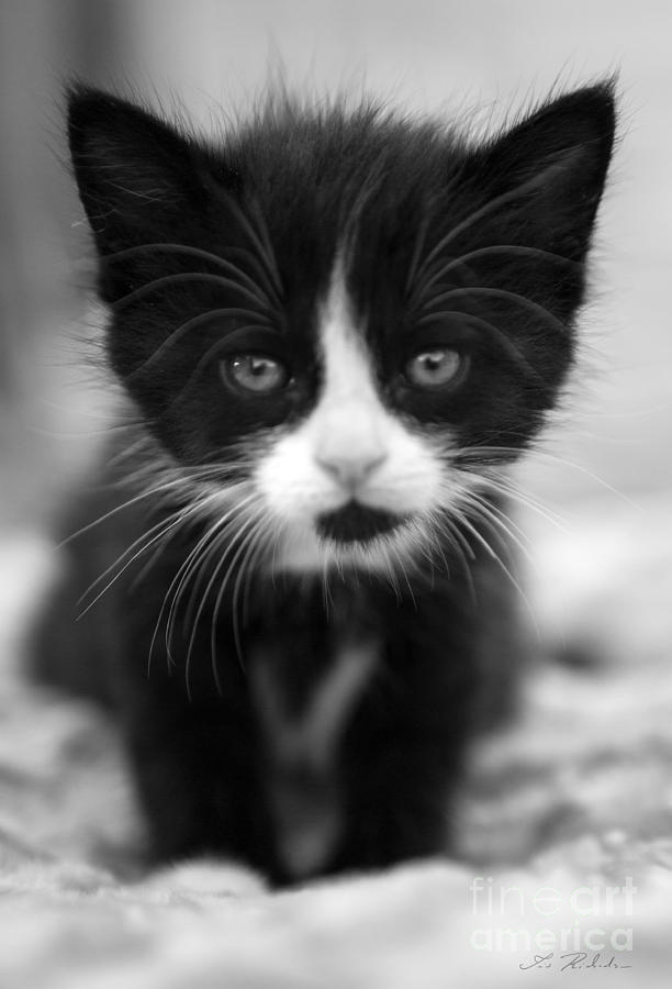 Black And White Kitten Photograph
