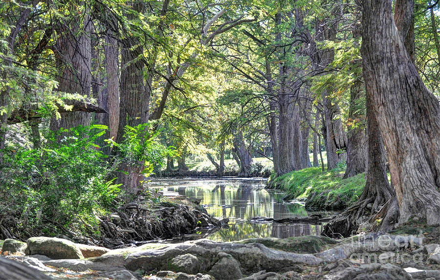 Cypress Creek Photograph by Savannah Gibbs