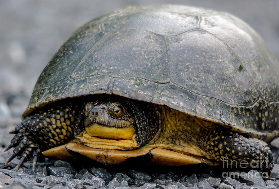 Blandings Turtle Photograph by Cheryl Baxter