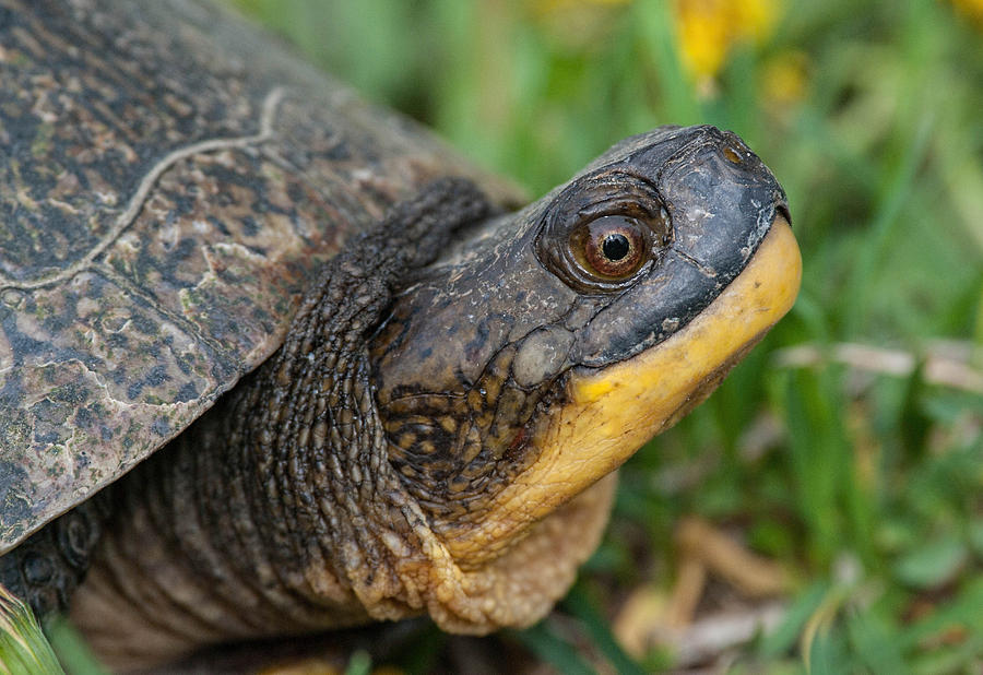 Blandings Turtle Photograph by Jim Zablotny