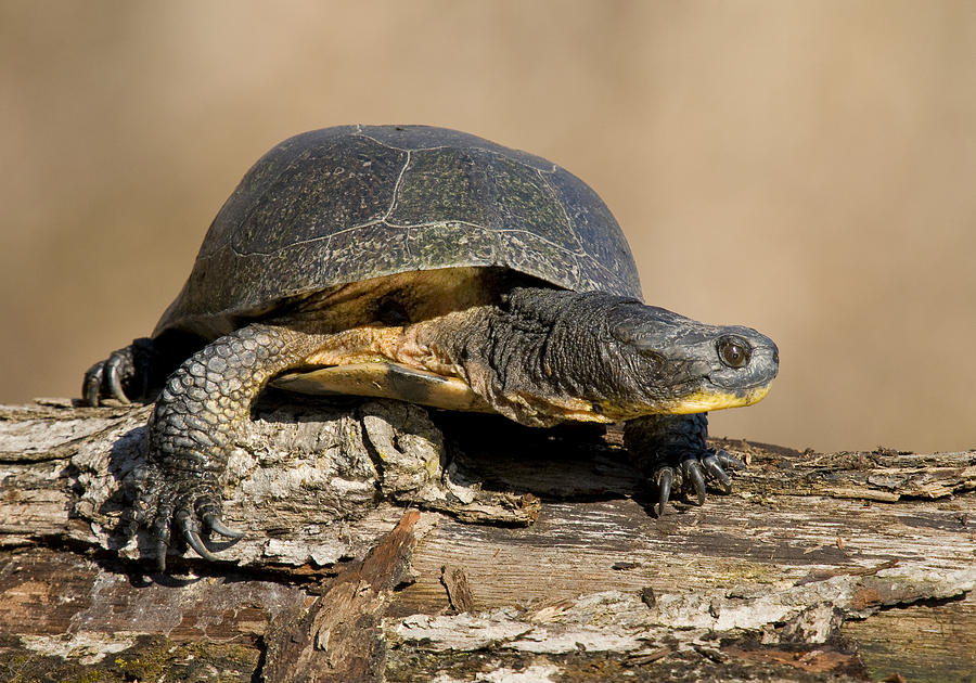 Blandings Turtle Sunning On A Log Photograph by Steve Gettle
