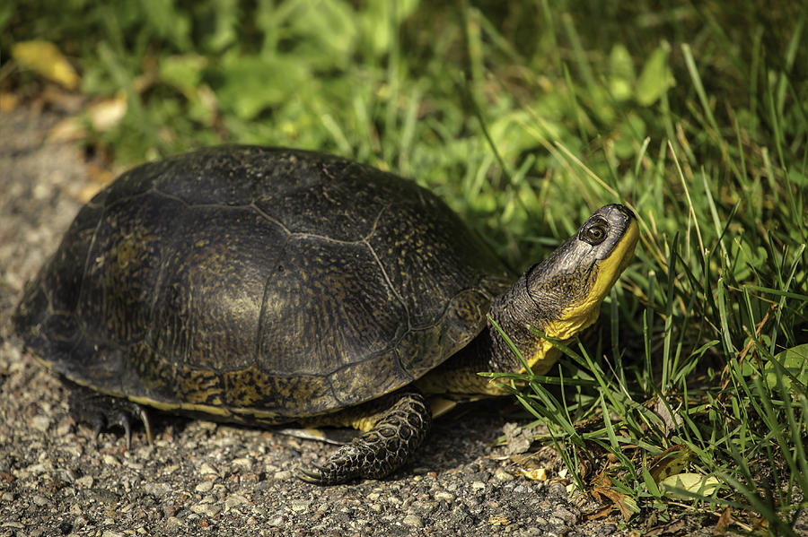 Turtle Photograph - Blandings Turtle by Thomas Young