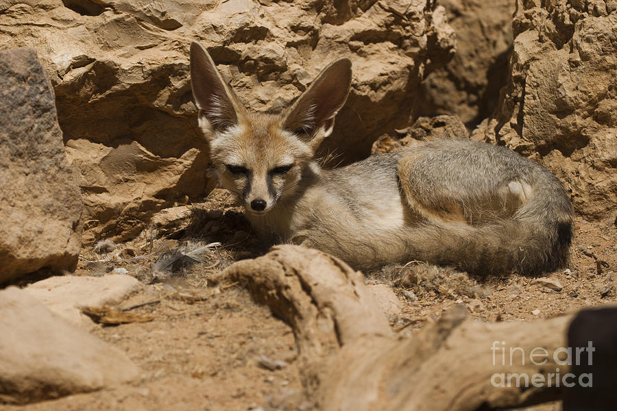 Wildlife Photograph - Blanfords Fox Vulpes cana by Eyal Bartov