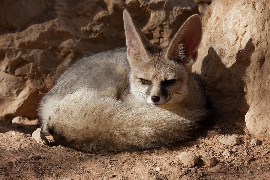 Mammal Photograph - Blanfords Fox (vulpes Cana) by Photostock-israel