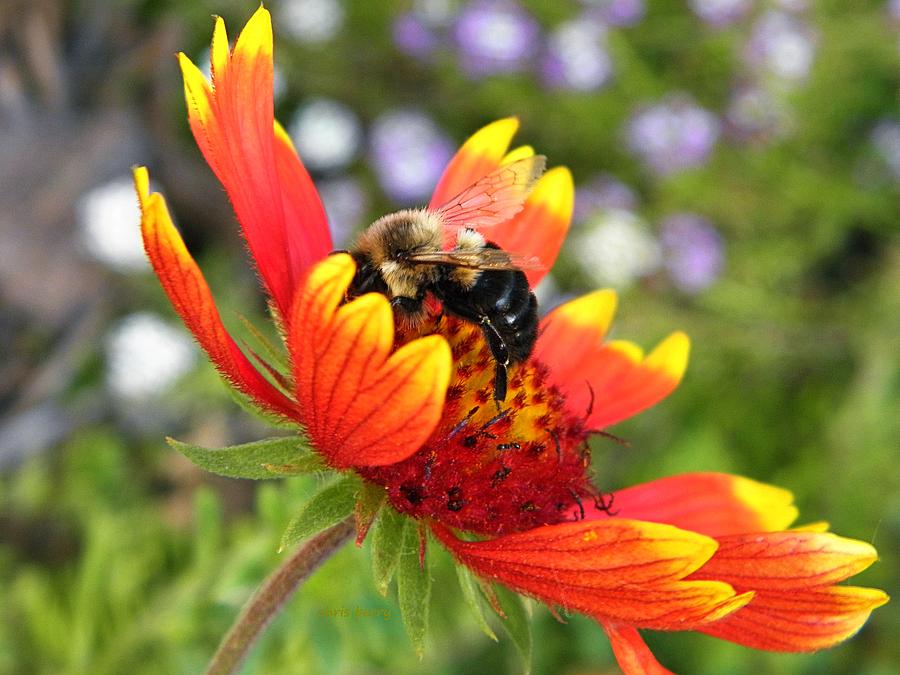 Blanket Flower and Bumblebee Photograph by Chris Berry