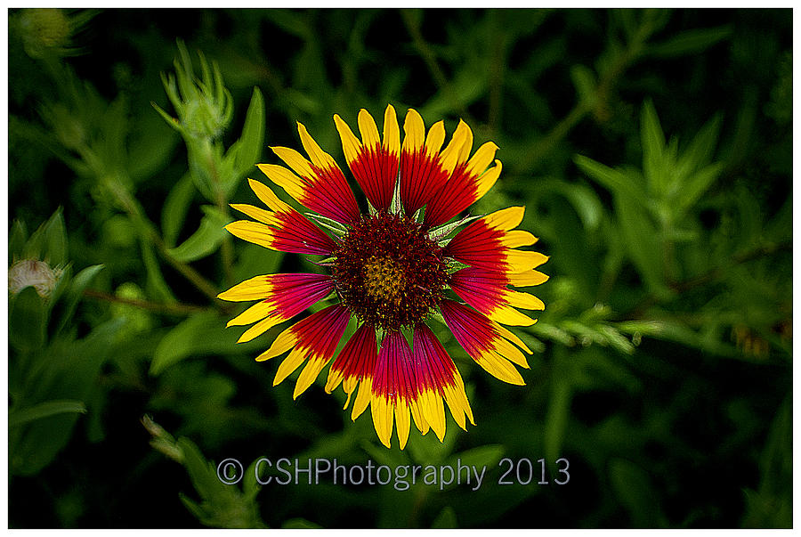 Flowers Still Life Photograph - Blanket Flower by CSH Photography