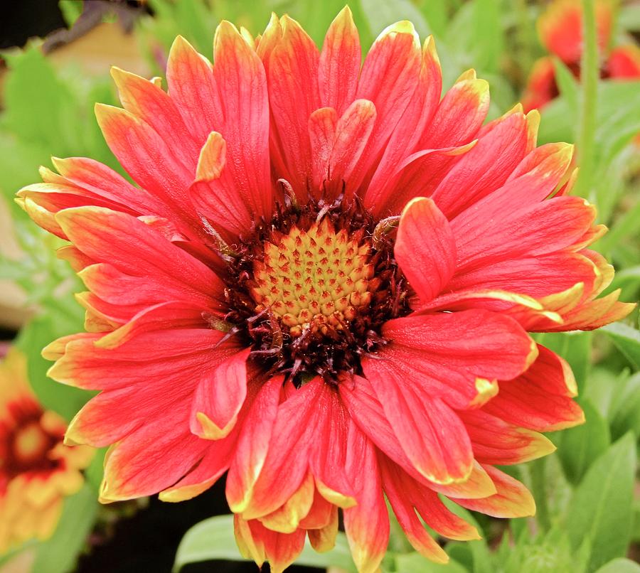 Blanket Flower (gaillardia burgunder) Photograph by Science Photo Library Blanket Flower (gaillardia burgunder) Photograph by Science Photo Library