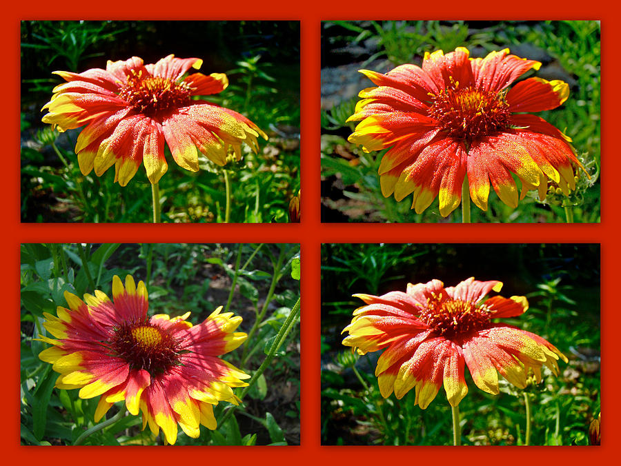 Sunflower Photograph - Blanket Flower - Gaillardia - v. Fanfare by Carol Senske