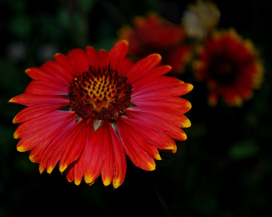 Blanket Flower I  Photograph by Greni Graph