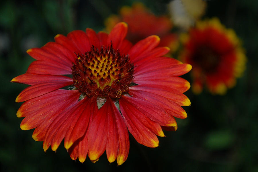 Blanket Flower II Photograph by Greni Graph