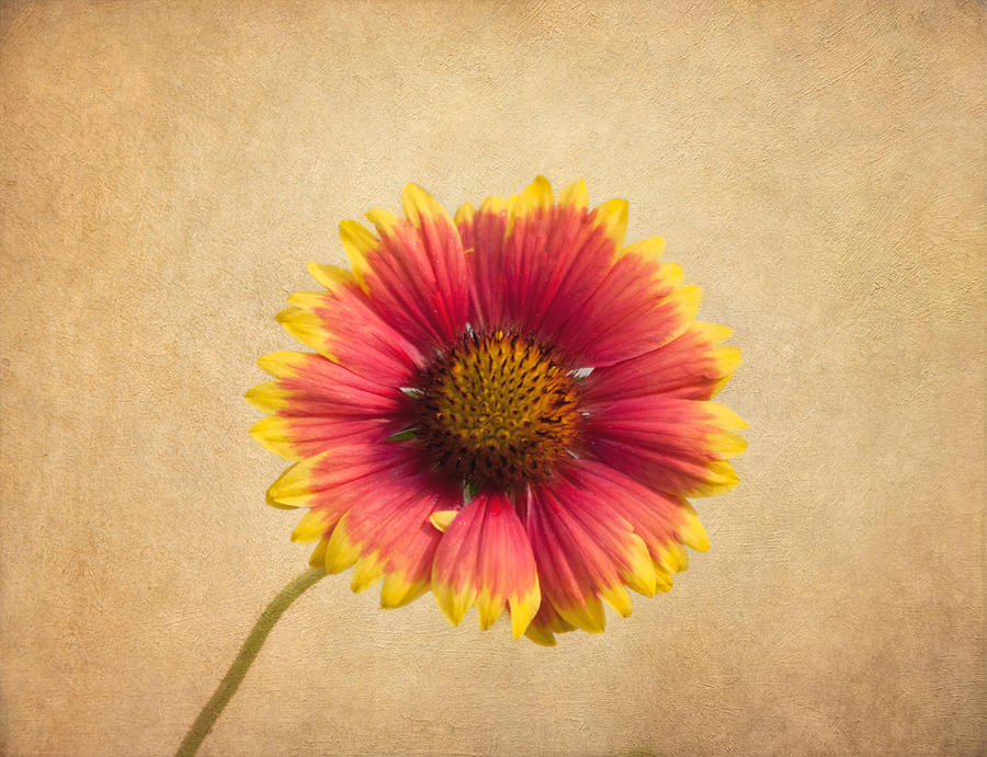 Blanket Flower Photograph by Kim Hojnacki