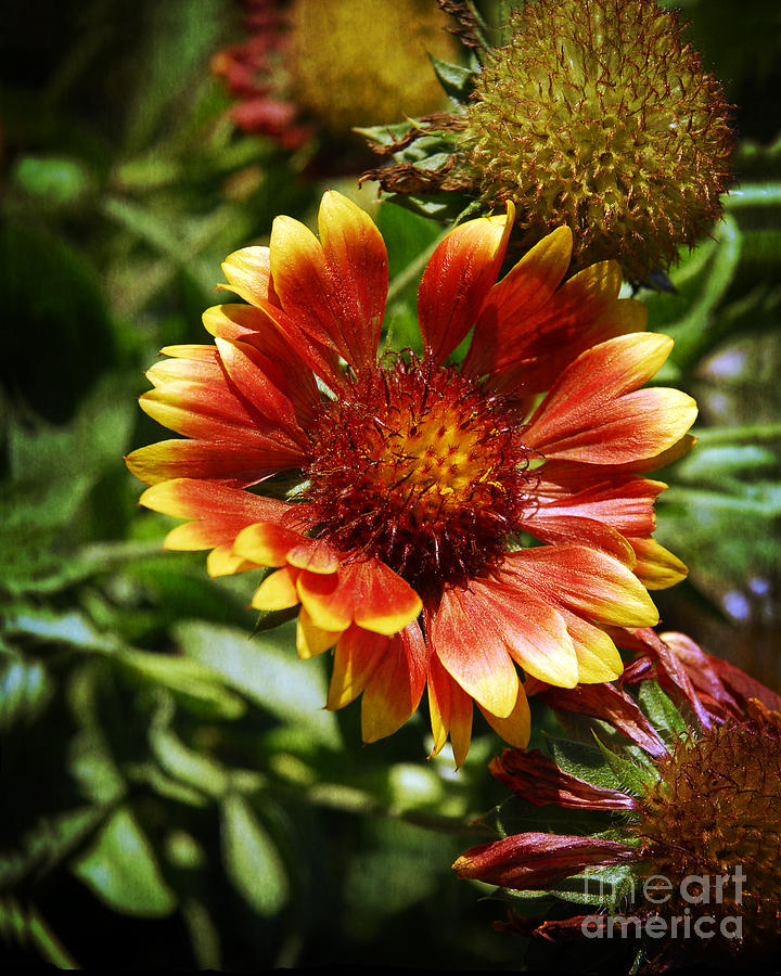 Blanket Flower Photograph by Lee Craig