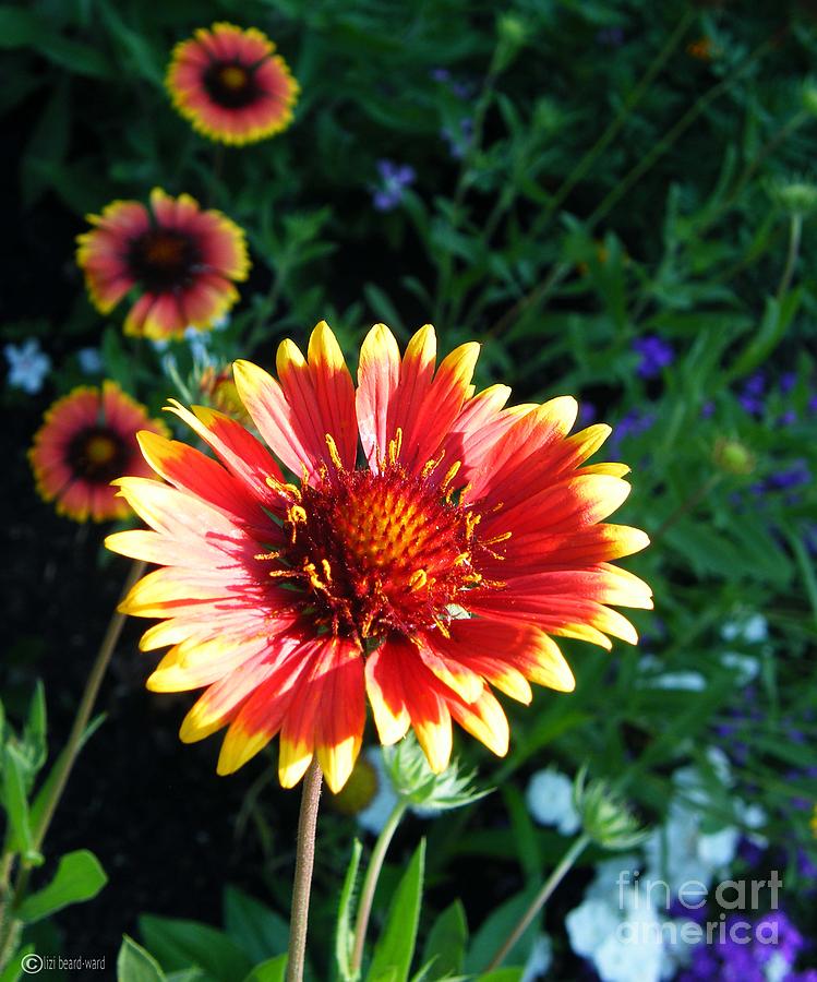 Blanket Flower Photograph by Lizi Beard-Ward Blanket Flower Photograph by Lizi Beard-Ward