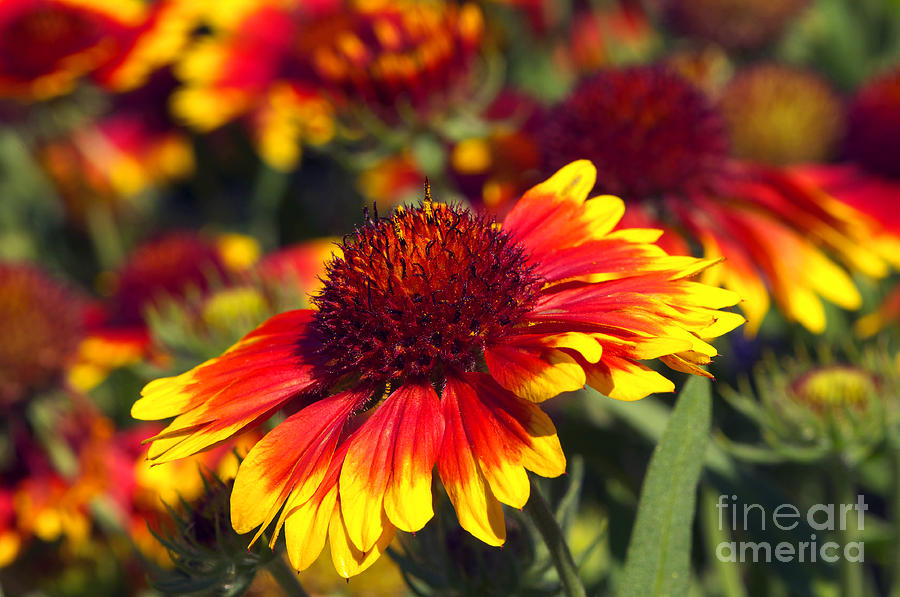 Blanket Flower Photograph by Sharon Talson