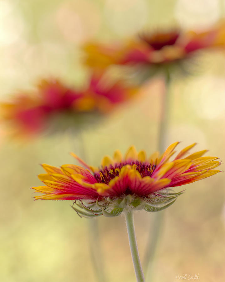 Blanket Flower Whimsy Photograph by Heidi Smith