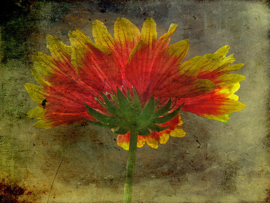 Nature Photograph - Blanket Flower Wildflower by Carol Senske