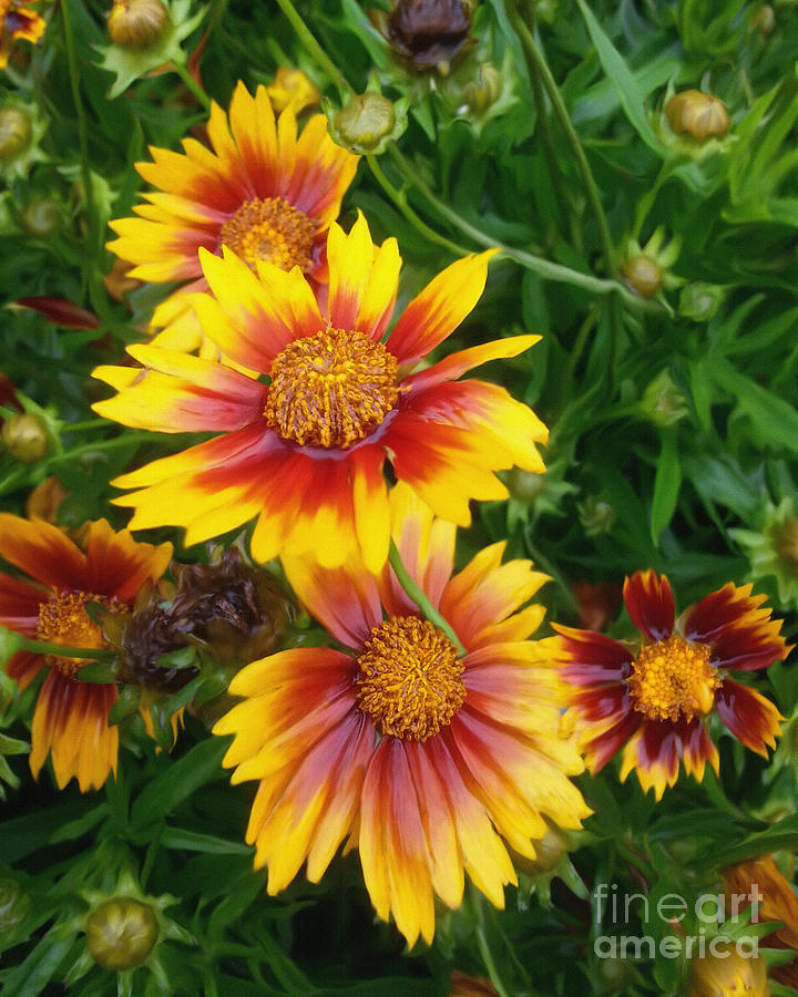 Blanket Flowers Painting by Diane E Berry