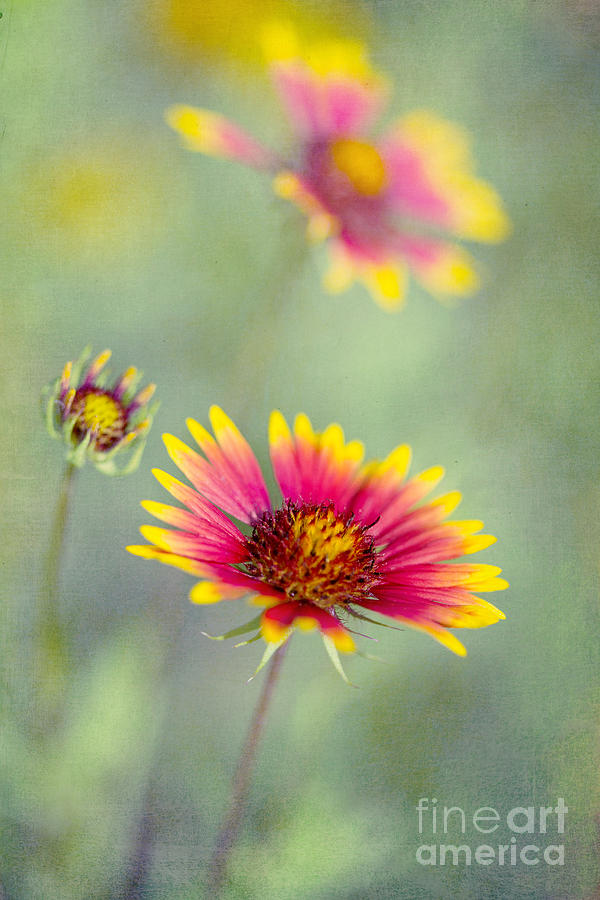 Blanket Flowers Photograph by Elena Nosyreva