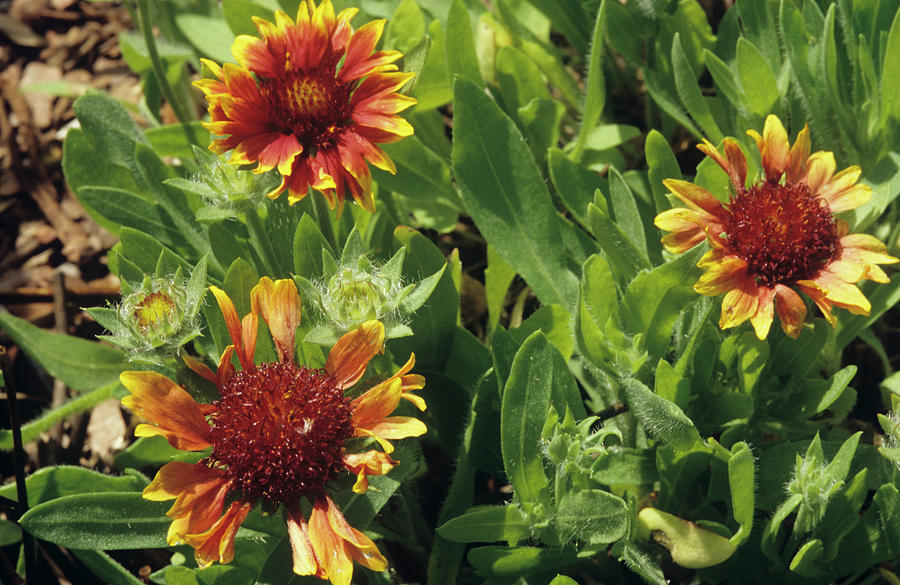 Blanket Flowers (gaillardia baby Cole) Photograph by Science Photo Library Blanket Flowers (gaillardia baby Cole) Photograph by Science Photo Library