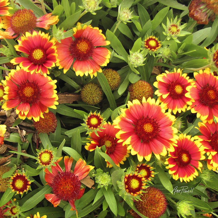 Flower Photograph - Blanket Flowers  One - photography by Ann Powell