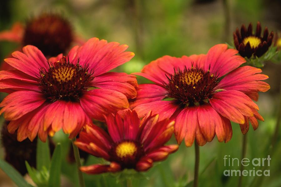 Blanket Flowers Photograph by Peggy Hughes