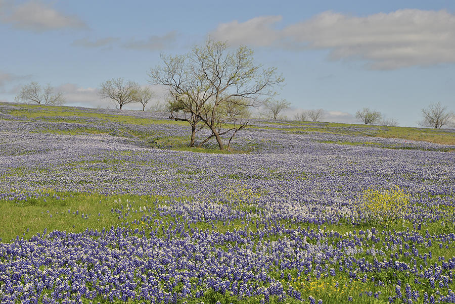 Blanket of Bluebonnets Photograph by Pamela Smale Williams