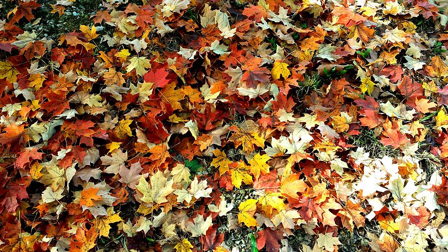 Blanket of Fallen Leaves Photograph by Kenny Glover