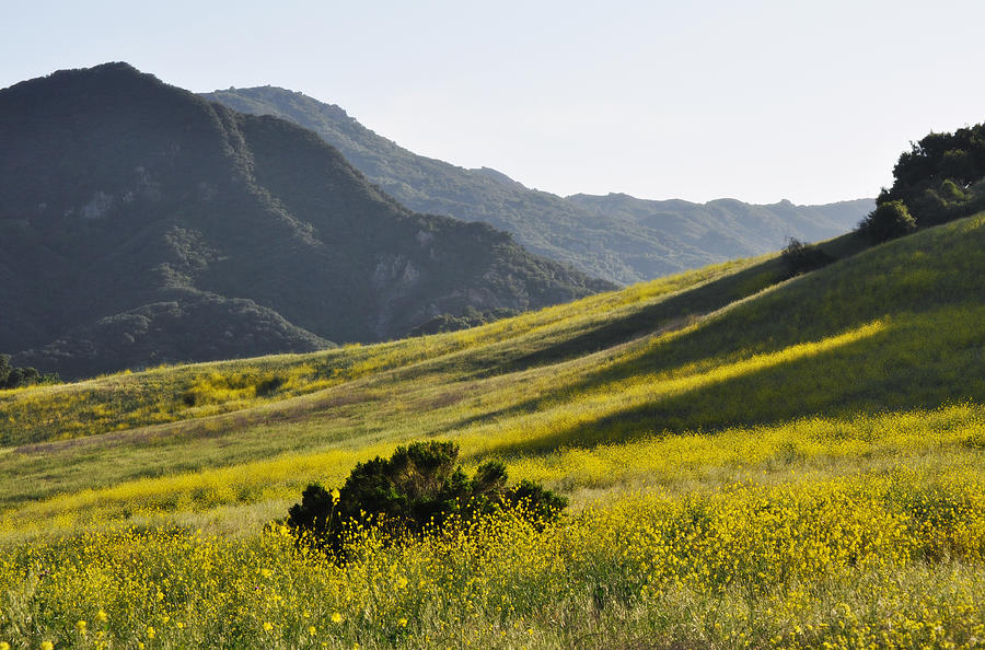 Blanket of Malibu Creek Wildflowers Photograph by Kyle Hanson