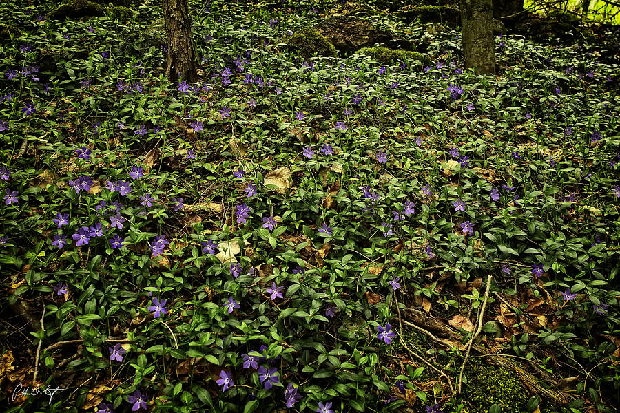 Spring Photograph - Blanket of Periwinkle by Phill Doherty