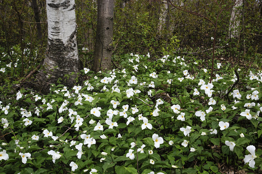 Blanket of Trilliums Photograph by Gary Hall