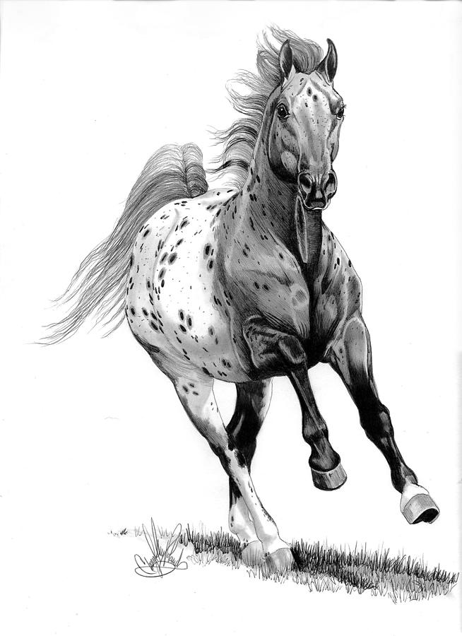 appaloosa horse coloring pages