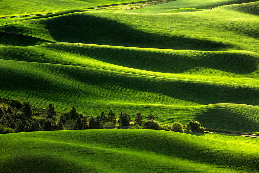Blanketed in Green Photograph by Todd Klassy