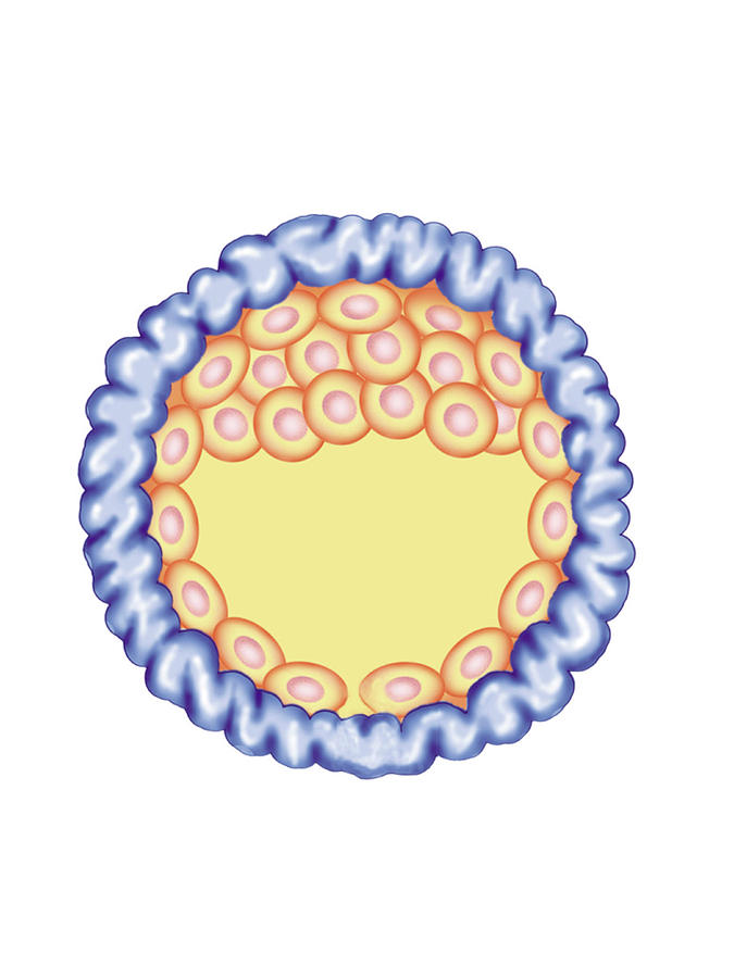 Blastocyst Formation Photograph By Asklepios Medical Atlas Pixels 3854