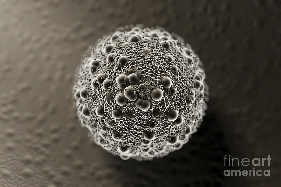 Blastula Photograph by Science Picture Co