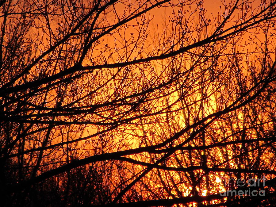Blaze Of Glory - Winter Sunset Photograph by Susan Carella