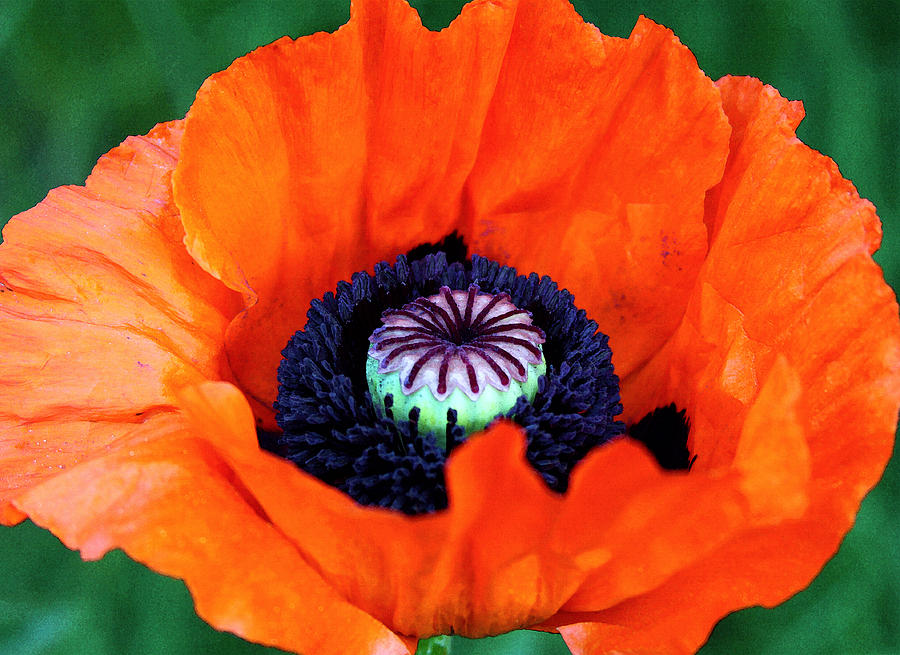 Blaze Orange Watercolor Poppy Photograph by Karon Melillo DeVega