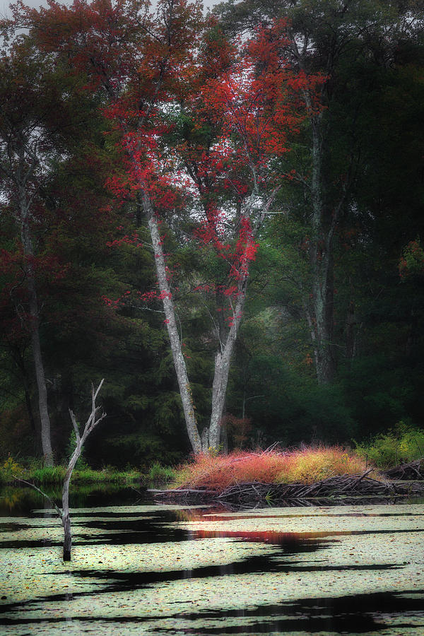 Fall Photograph - Blazing Beaver Hut by Bill Wakeley