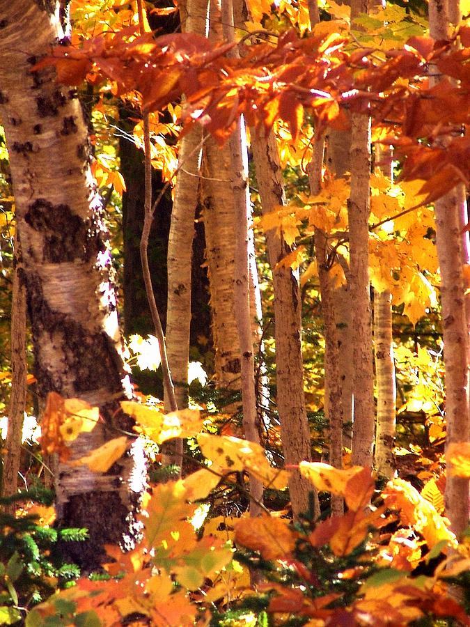 Fall Photograph - Blazing Birches by George Cousins 
