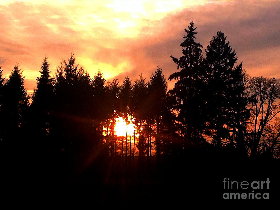 Sunset Photograph - Blazing Forest Sunset by Nick Gustafson